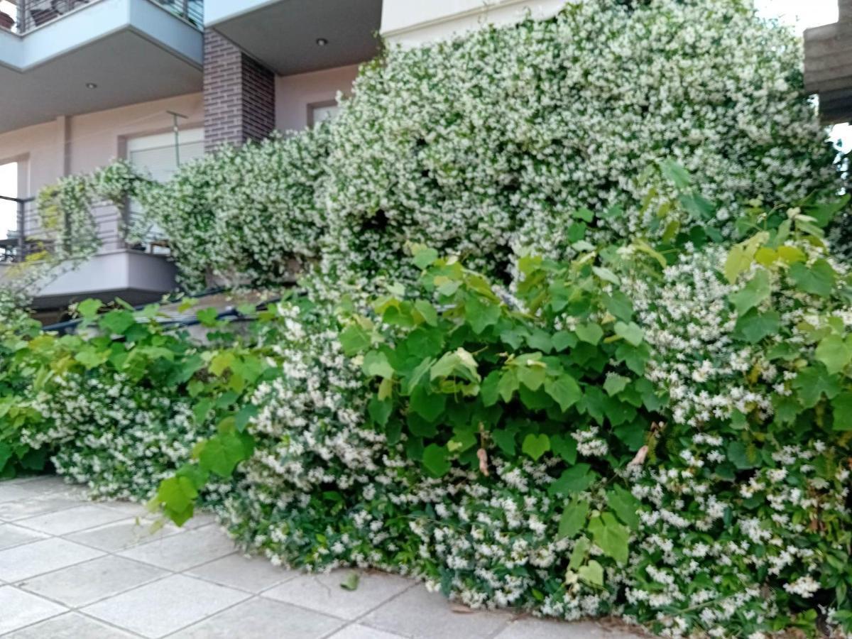 Apartament Stella'S Jasmine Saloniki Zewnętrze zdjęcie